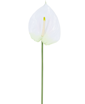 La flor artificial Anthurium 68 cm blanca tiene un único anturio artificial blanco con un espádice de color amarillo claro sobre un tallo largo y verde. Ideal para cualquier espacio, ofrece elegancia duradera y no requiere agua.