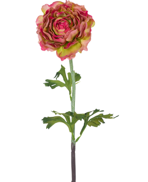 La Flor Artificial Ranúnculo 51 cm rosa/verde es un único ranúnculo artificial con pétalos rosas y verdes, hojas verdes y un tallo largo, sobre un fondo blanco.