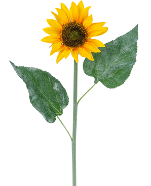 El Girasol artificial 52 cm amarillo es un único girasol artificial con pétalos de color amarillo brillante, un corazón marrón oscuro y dos grandes hojas verdes sobre un largo tallo verde, aislado sobre un fondo blanco.