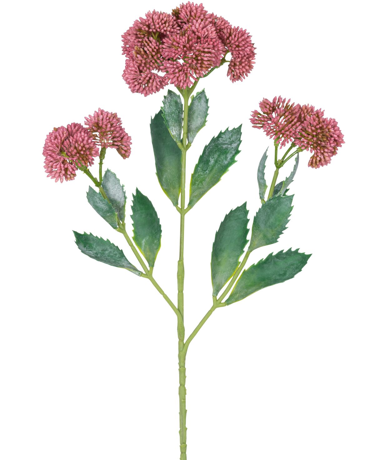Una ilustración digital de la rama artificial Sedum 48 cm roja muestra una planta con flores con hojas verdes y racimos de pequeñas flores de color rosa violeta sobre tallos ramificados, sobre un fondo blanco.