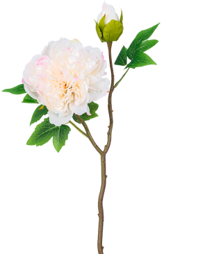 Un solo tallo de Flor Artificial Peonía 50 cm blanca tiene una gran flor de peonía blanca en plena floración, un capullo cerrado y hojas verdes sobre un fondo blanco liso.