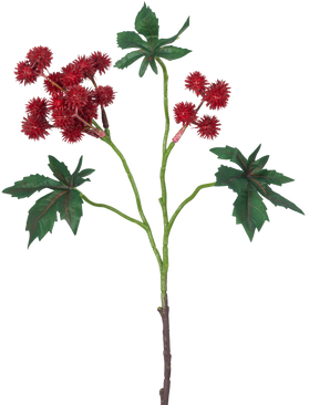 La Rama Artificial Ricinus 43 cm rojo vino tiene una rama de ricino con vainas de semillas puntiagudas de color rojo vino y hojas grandes, verdes y en forma de estrella sobre un fondo blanco.