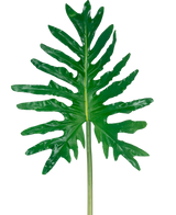 La Hoja Artificial de Filodendro de 90 cm tiene una gran hoja dividida de color verde con lóbulos profundos y un tallo largo, sobre un fondo blanco liso.