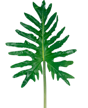 La Hoja Artificial de Filodendro de 90 cm tiene una gran hoja dividida de color verde con lóbulos profundos y un tallo largo, sobre un fondo blanco liso.
