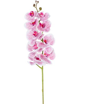 La orquídea artificial Real Touch Deluxe de 105 cm en color fucsia/blanco tiene un solo tallo con múltiples flores, con pétalos veteados de color rosa realistas que forman un llamativo acento decorativo sobre un fondo blanco liso.