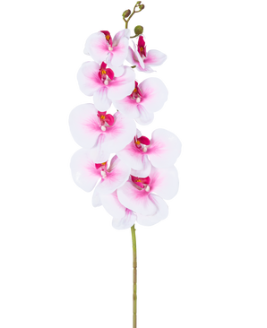 La Orquídea Artificial Real Touch Deluxe 105 cm rosa/blanco tiene un único tallo de phalaenopsis artificial rosa con detalles en blanco, flores y capullos de seda realistas, todo ello elegantemente expuesto sobre un fondo blanco.