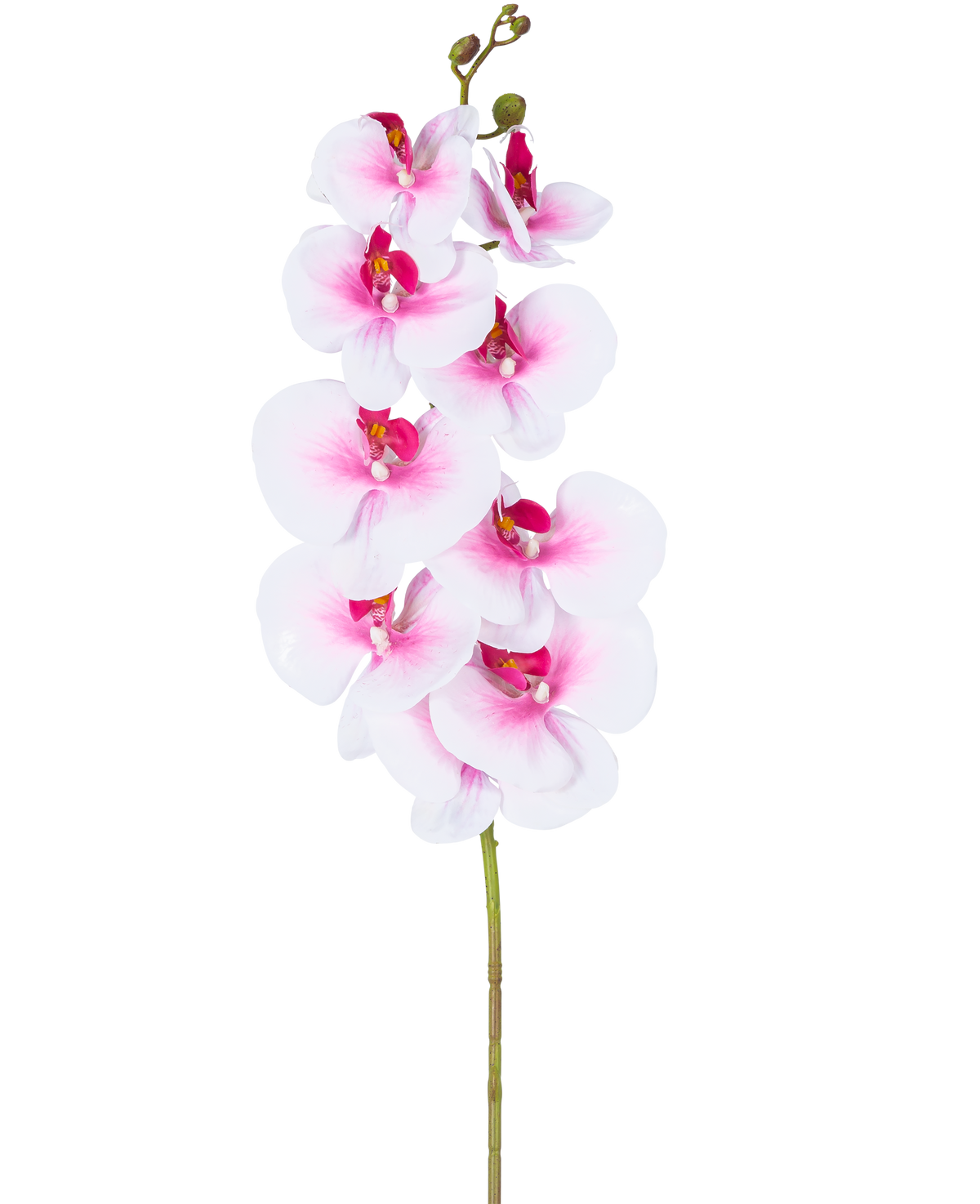 La Orquídea Artificial Real Touch Deluxe 105 cm rosa/blanco tiene un único tallo de phalaenopsis artificial rosa con detalles en blanco, flores y capullos de seda realistas, todo ello elegantemente expuesto sobre un fondo blanco.