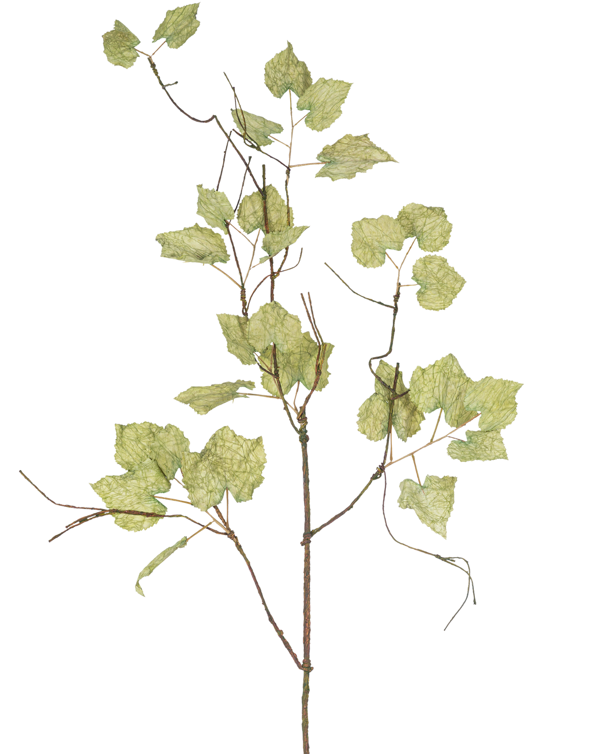 La rama artificial de uva pasa de 120 cm es una esbelta rama artificial de color marrón con varias hojas parecidas al papel de color verde claro que se asemejan a una parra seca, sobre un fondo blanco liso.