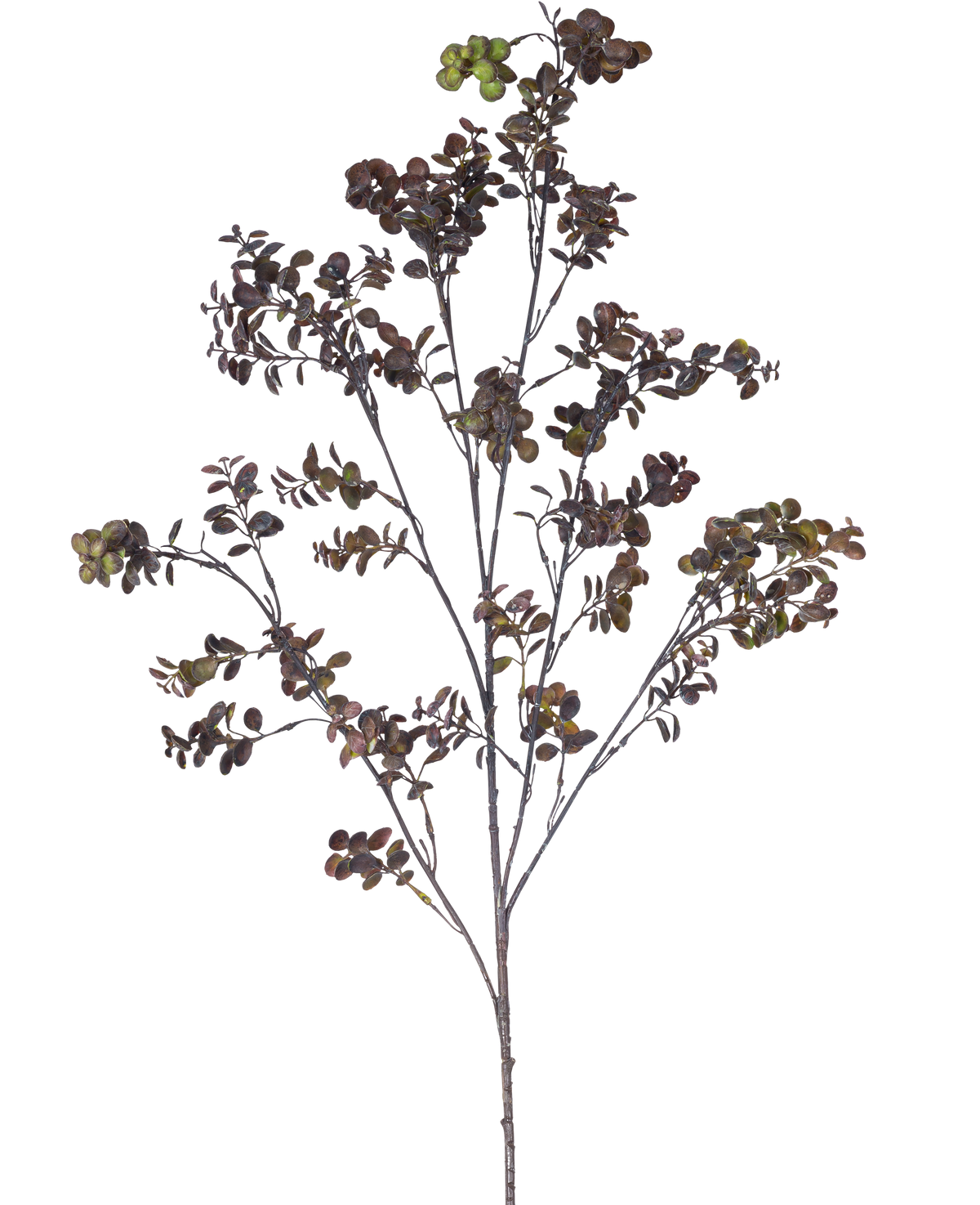 La rama artificial de eucalipto de 110 cm marrón tiene una rama alta con varios tallos finos, hojas pequeñas y redondas y racimos de bayas de color marrón verdoso sobre un fondo blanco liso.