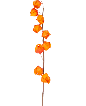 Un solo tallo de flor artificial Physalis Lampion de 90 cm de color naranja, con múltiples vainas de color naranja brillante en forma de linterna, se muestra sobre un fondo blanco liso.