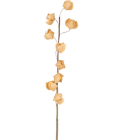 Una flor artificial de Physalis Lampion de 90 cm de color marrón con un solo tallo alto y varias cáscaras secas, marrones y parecidas al papel esparcidas a lo largo, sobre un fondo blanco liso.
