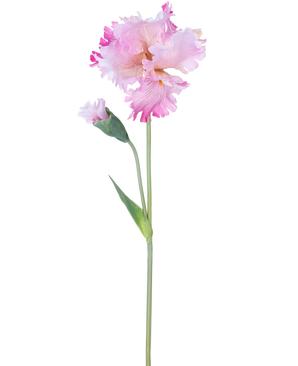 La Flor Artificial Iris 80 cm rosa tiene un único tallo de iris rosa con volantes en los pétalos y un capullo cerrado, sobre un fondo liso blanco.