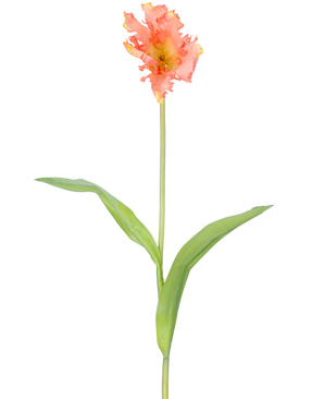 Una sola flor artificial Tulipán periquito francés de 76 cm de coral con volantes de pétalos rosas y amarillos y dos largas hojas verdes sobre un tallo largo, sobre un fondo blanco liso.