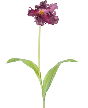 La Flor Artificial Tulipán Periquito Francés 76 cm violeta es un único tulipán artificial de color violeta con volantes en los pétalos y dos hojas verdes alargadas sobre un tallo largo, sobre un fondo liso blanco.