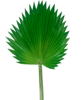 La hoja artificial Washingtonia de 83 cm es una gran hoja de palma artificial de color verde con un tallo largo, representada sobre un fondo blanco liso.