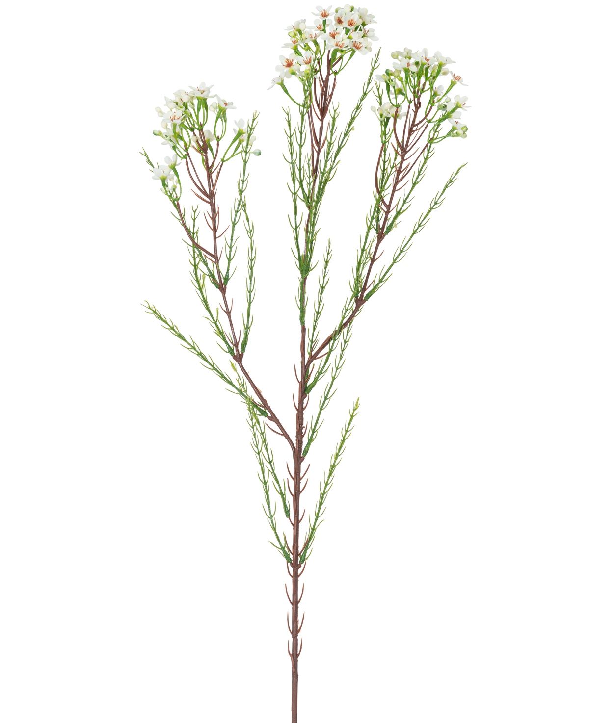 La Rama Artificial Waxflower 78 cm crema tiene un único tallo alto con finas hojas verdes y ramilletes de pequeñas flores de color blanco crema en la parte superior, sobre un fondo liso y claro.