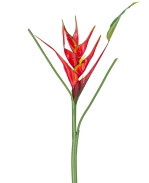 La flor artificial Heliconia de 90 cm roja presenta una única flor artificial de Heliconia con vibrantes brácteas rojas y amarillas en un largo tallo verde, completo con hojas delgadas, perfectas para exhibir sobre un fondo blanco.