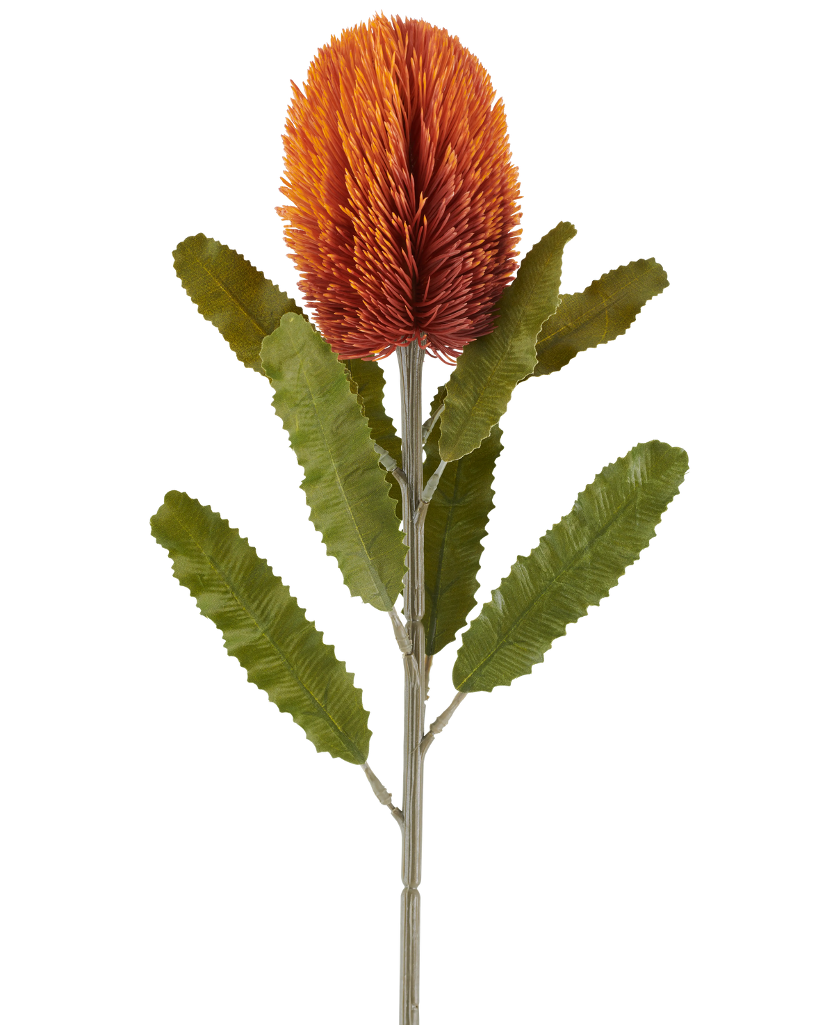 Una sola flor artificial de Banksia de 65 cm en color naranja viejo presenta una flor vieja, grande y puntiaguda de color naranja en la parte superior de un tallo resistente, con varias hojas verdes alargadas y dentadas dispuestas simétricamente a lo largo del tallo, todo sobre un fondo blanco.