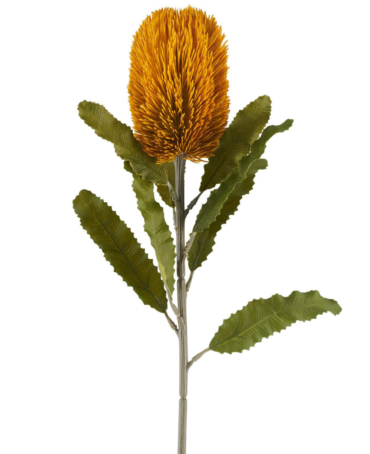 Una única flor artificial de Banksia de color mostaza, de 65 cm de altura, con forma cilíndrica y hojas verdes dentadas sobre un largo tallo, aislada sobre un fondo blanco.