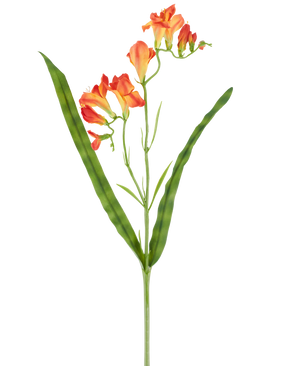Un solo tallo de la flor artificial Fresia de 56 cm de color naranja, con hojas verdes largas y estrechas y múltiples flores de fresia naranja en la parte superior, fotografiadas sobre un fondo blanco.