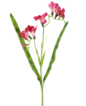 Una flor artificial: fresia de 56 cm en color fucsia, con vibrantes flores fucsias y dos largas y esbeltas hojas verdes, representadas sobre un fondo blanco.