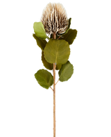Una única flor artificial de Banksia, de 59 cm de altura, en color crema y marrón, con hojas redondas de color verde y una cabeza de flor de color marrón claro, puntiaguda y en forma de cono sobre un fondo blanco liso.