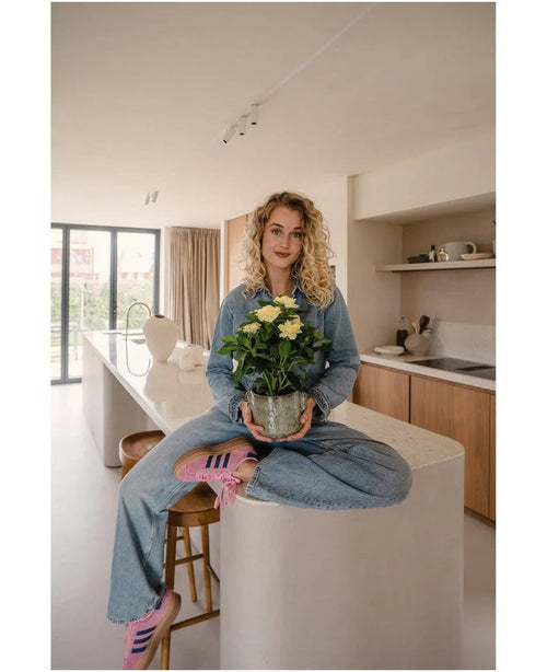 Una mujer con cabello rubio rizado, vestida con ropa vaquera y zapatillas de deporte rosas, está sentada con las piernas cruzadas en una isla de cocina en una cocina moderna e iluminada por el sol, sosteniendo en sus manos la planta Artificial Gardenia UV de 39 cm.