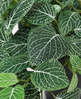 Detalle de la Fittonia Artificial Colgante verde-blanca en maceta 70 cm UV, con hojas verdes con llamativas vetas blancas y detallados patrones de vetas en diferentes tonalidades de verde.