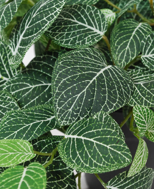 Detalle de la Fittonia Artificial Colgante verde-blanca en maceta 70 cm UV, con hojas verdes con llamativas vetas blancas y detallados patrones de vetas en diferentes tonalidades de verde.