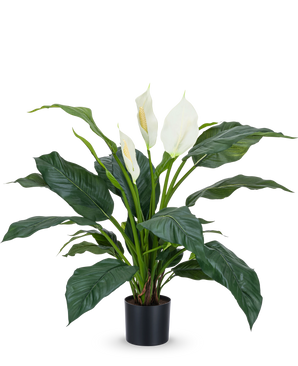 La planta artificial Spathiphyllum white 85 cm es una planta realista en maceta con hojas grandes de color verde oscuro y tres flores blancas sobre un fondo blanco liso: una elegante planta de interior para cualquier interior.
