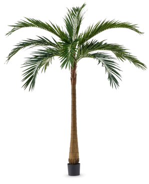 La palmera artificial XL Deluxe de 270 cm tiene un tronco alto y esbelto de color marrón y grandes hojas verdes que se alzan elegantemente en una pequeña maceta negra sobre un fondo blanco.