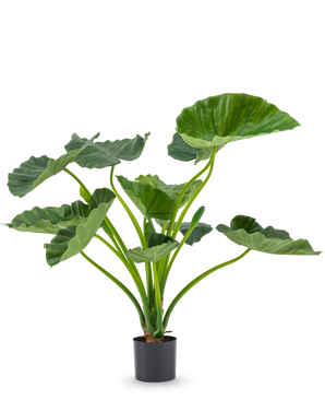 La Planta Artificial Alocasia Calioora 80 cm tiene grandes hojas verdes y tallos robustos. Esta planta artificial realista es perfecta como complemento elegante para cualquier interior y luce preciosa sobre un fondo blanco.