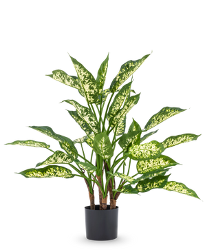 La planta artificial Dieffenbachia UV 75 cm tiene tallos altos de color verde y hojas grandes y puntiagudas con tonos abigarrados de color amarillo verdoso claro en una elegante maceta decorativa sobre un fondo blanco liso.
