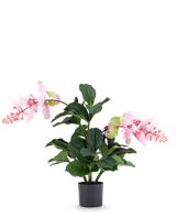 La planta artificial Medinilla de 60 cm tiene hojas grandes de color verde oscuro y dos tallos altos con racimos de flores rosas que recuerdan al hibisco y se alzan sobre un fondo blanco liso.