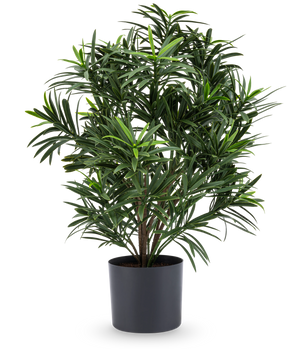La planta artificial Podocarpus de 47 cm tiene hojas largas y estrechas y se presenta en una elegante maceta oscura, lo que la convierte en una elegante planta de interior para cualquier habitación. Sobre un fondo blanco, añade una exuberante vegetación a tu habitación.