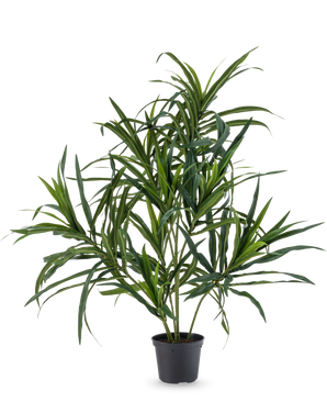 La Planta Artificial Dracaena Reflexa en maceta UV 63 cm tiene hojas verdes largas y delgadas en tallos finos, ideales para añadir un toque de estilo tropical a su interior sobre un fondo blanco liso.