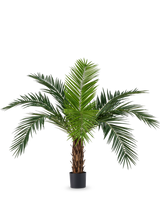 La palmera artificial Phoenix Canarie de 160 cm con largas hojas verdes y aspecto tropical se encuentra en una maceta sobre un fondo blanco. Esta palmera artificial aporta inmediatamente un ambiente tropical a cualquier habitación.