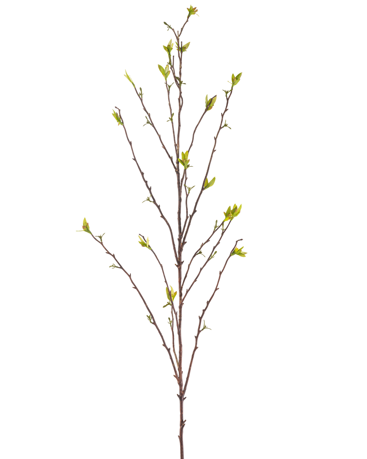 La Rama Artificial Winterzoet 107 cm verde tiene una sola rama desnuda con ramas finas y pequeñas hojas verdes en los extremos, sobre un fondo blanco liso.