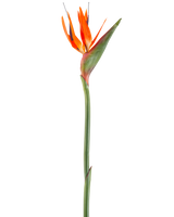 La Flor Artificial Ave del Paraíso coral 99 cm es una flor artificial con pétalos puntiagudos y un tallo verde, representada sobre un fondo blanco.