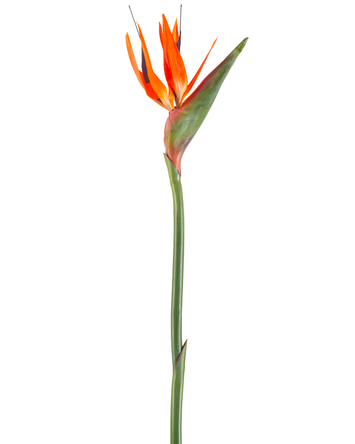 La Flor Artificial Ave del Paraíso coral 99 cm es una flor artificial con pétalos puntiagudos y un tallo verde, representada sobre un fondo blanco.
