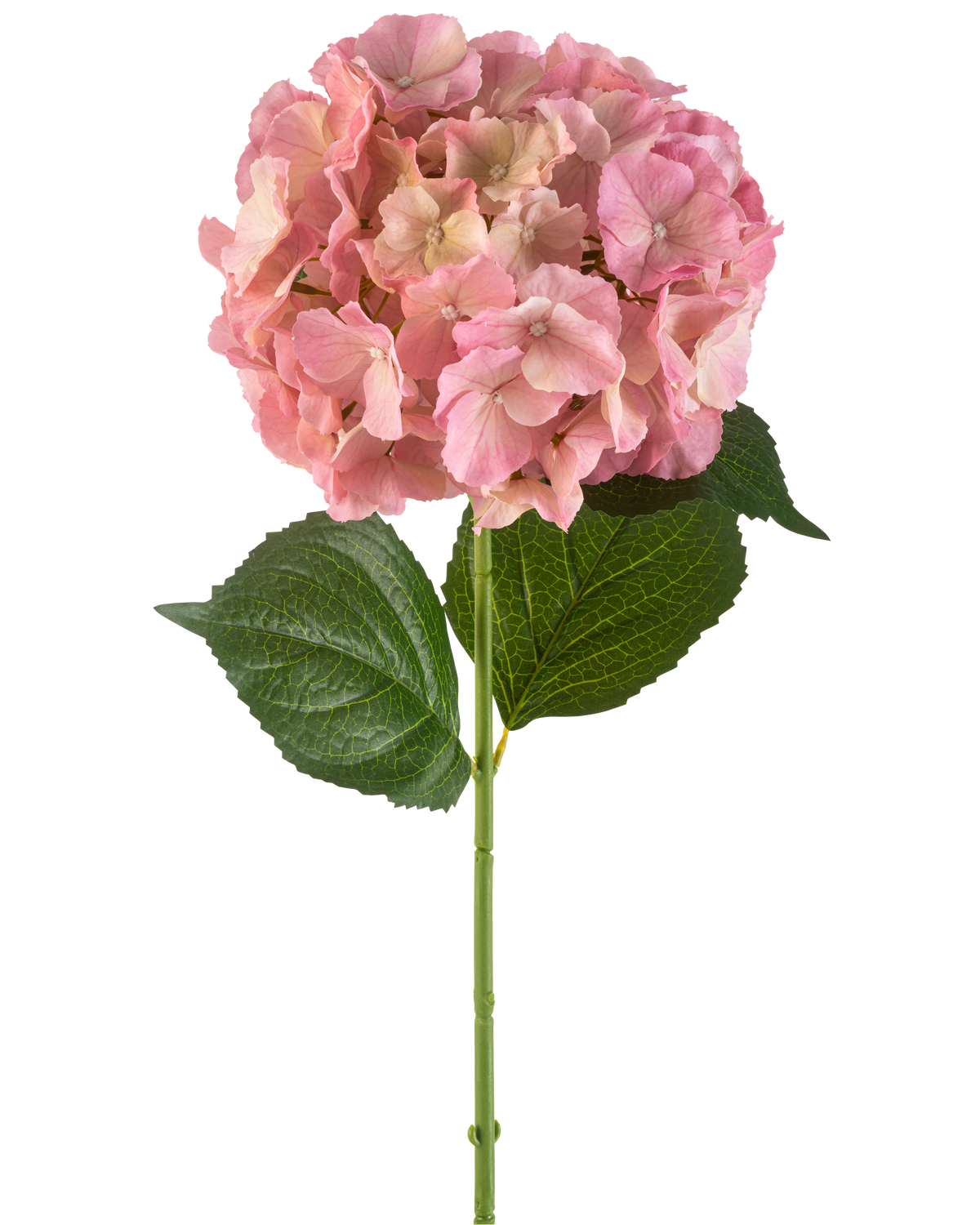 La Flor Artificial Hortensia 75 cm rosa tiene una única flor de hortensia rosa con finos pétalos y dos grandes hojas verdes sobre un largo tallo verde, sobre un fondo blanco.
