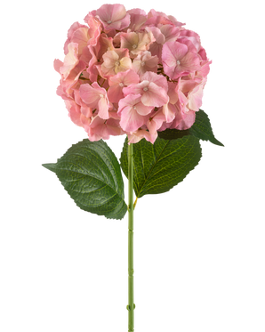 La Flor Artificial Hortensia 75 cm rosa tiene una única flor de hortensia rosa con finos pétalos y dos grandes hojas verdes sobre un largo tallo verde, sobre un fondo blanco.