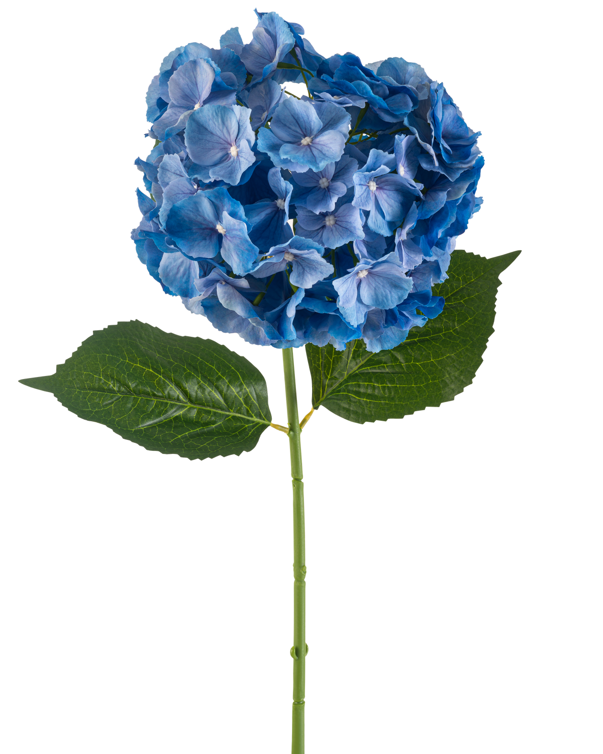 La Flor Artificial Hortensia 75 cm azul tiene un único tallo de hortensia azul con un grupo redondo de pétalos y dos grandes hojas verdes sobre un fondo blanco liso.