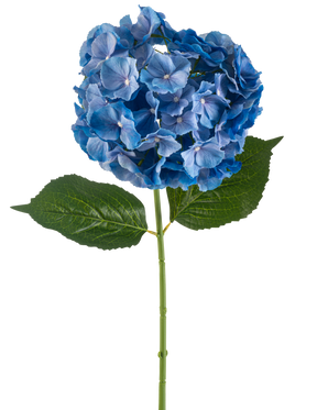 La Flor Artificial Hortensia 75 cm azul tiene un único tallo de hortensia azul con un grupo redondo de pétalos y dos grandes hojas verdes sobre un fondo blanco liso.