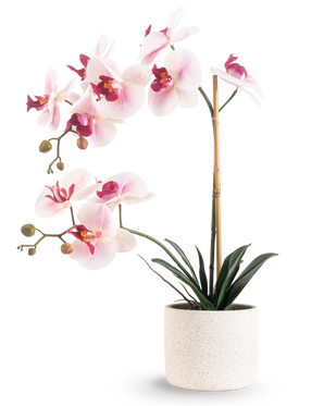 La orquídea artificial Real Touch 60 cm rosa/blanco tiene flores de color rosa claro y blanco con hojas de color verde oscuro, sostenidas por una vara de bambú, sobre un fondo blanco liso.