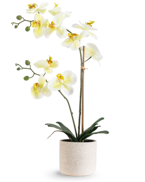 La Orquídea Artificial Real Touch 60 cm verde/blanco tiene flores blancas con un corazón amarillo claro y capullos verdes, sostenidas por bambú en una sencilla maceta moteada de color crema, sobre un fondo blanco.