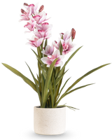 El Cymbidium Artificial Real Touch 60 cm rosa tiene largas hojas verdes y múltiples orquídeas rosas y blancas en tallos largos, dispuestas en una sencilla maceta con textura blanquecina sobre un fondo liso.