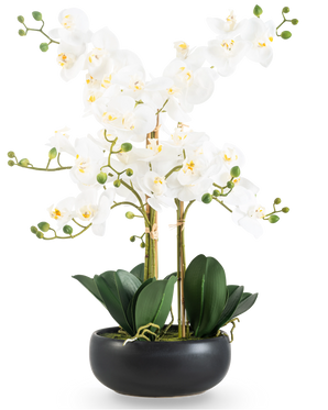 La Orquídea Artificial Real Touch 50 cm blanca en maceta negra es una elegante exhibición con flores de orquídeas blancas con un corazón amarillo, capullos verdes y hojas anchas de color verde oscuro en una maceta de cerámica negra.