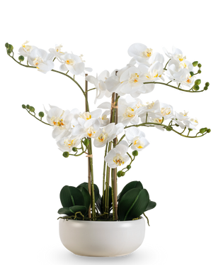 Una Orquídea Artificial Real Touch de 50 cm en color blanco, con múltiples flores y capullos, elegantemente presentada en una maceta blanca a juego.