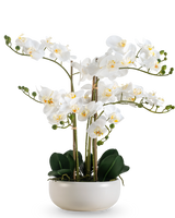 Una Orquídea Artificial Real Touch de 50 cm en color blanco, con múltiples flores y capullos, elegantemente presentada en una maceta blanca a juego.